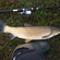 Grass carp