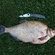 Carp bream