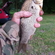 Crucian carp
