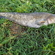 Wels catfish