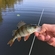 Eurasian perch