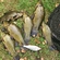 Tench