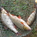 Roach
