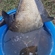 Carp bream