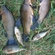 Tench