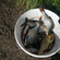 Roach