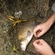 Carp bream
