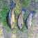 Tench