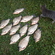 Prussian carp