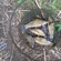 Tench
