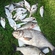 Carp bream
