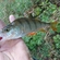 Eurasian perch