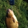 Carp bream