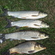 Silver carp