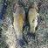 Tench