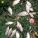Prussian carp