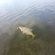 Carp bream