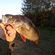 Eurasian perch