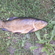 Tench