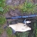 Carp bream