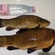 Tench