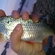 Roach