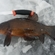 Tench