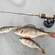 Eurasian perch