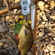 Crucian carp