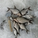 Carp bream
