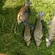 Carp bream