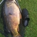 Carp
