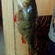 Eurasian perch