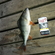Eurasian perch