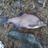 Carp bream