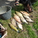 Carp bream