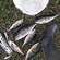 Eurasian perch