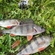Eurasian perch