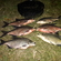 Carp bream