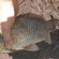 Prussian carp