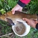 Tench