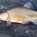 Tench