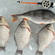 Prussian carp