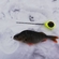 Eurasian perch