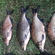 Carp bream