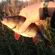 Eurasian perch
