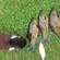 Tench
