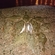 European plaice