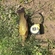 Tench