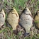 Crucian carp